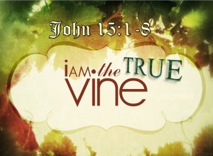 I-am-the-true-vine-Bulletin-Graphic1